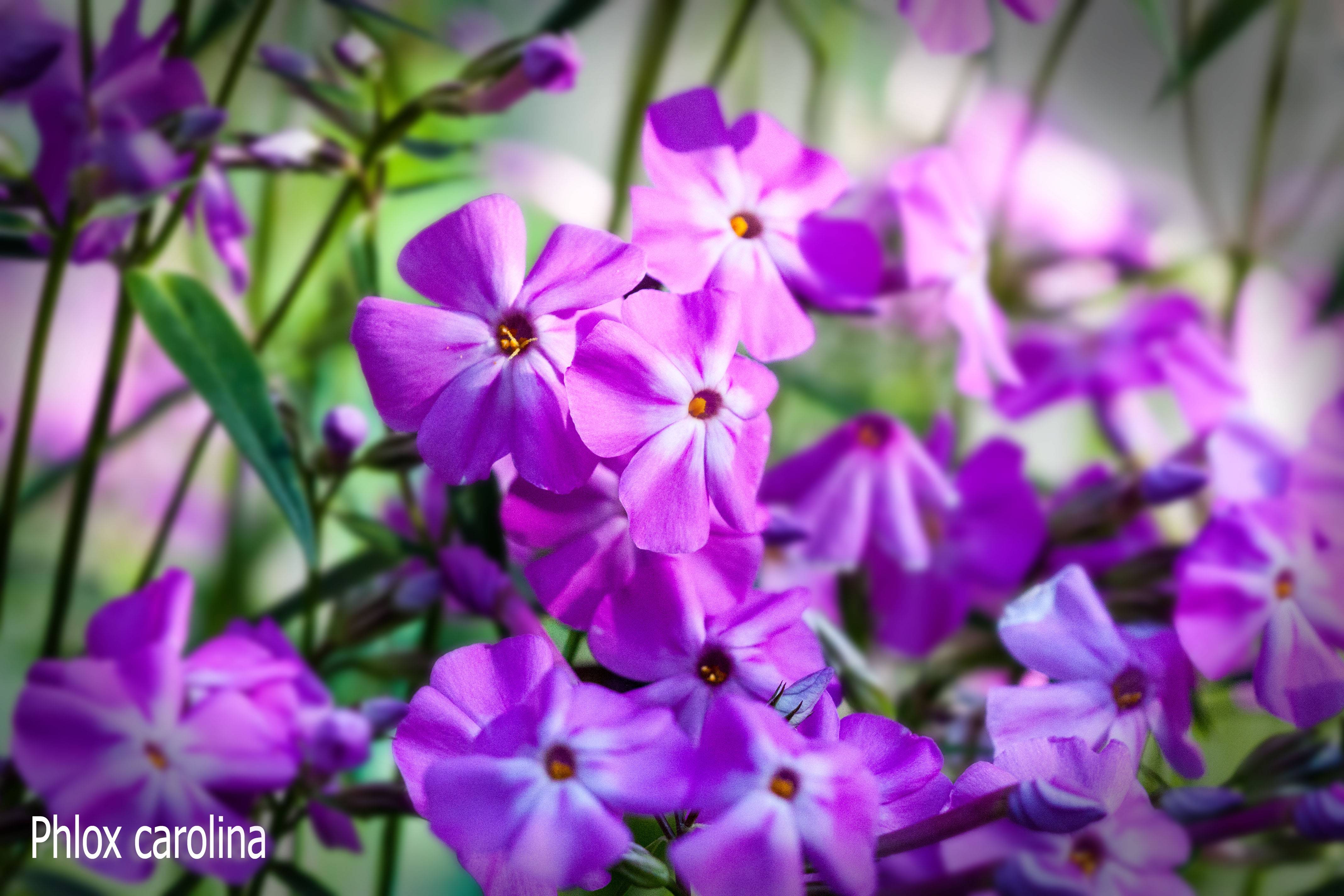 Promesse de Fleurs - Phlox carolina Bill Baker Godet de 8/9 cm - Image 2