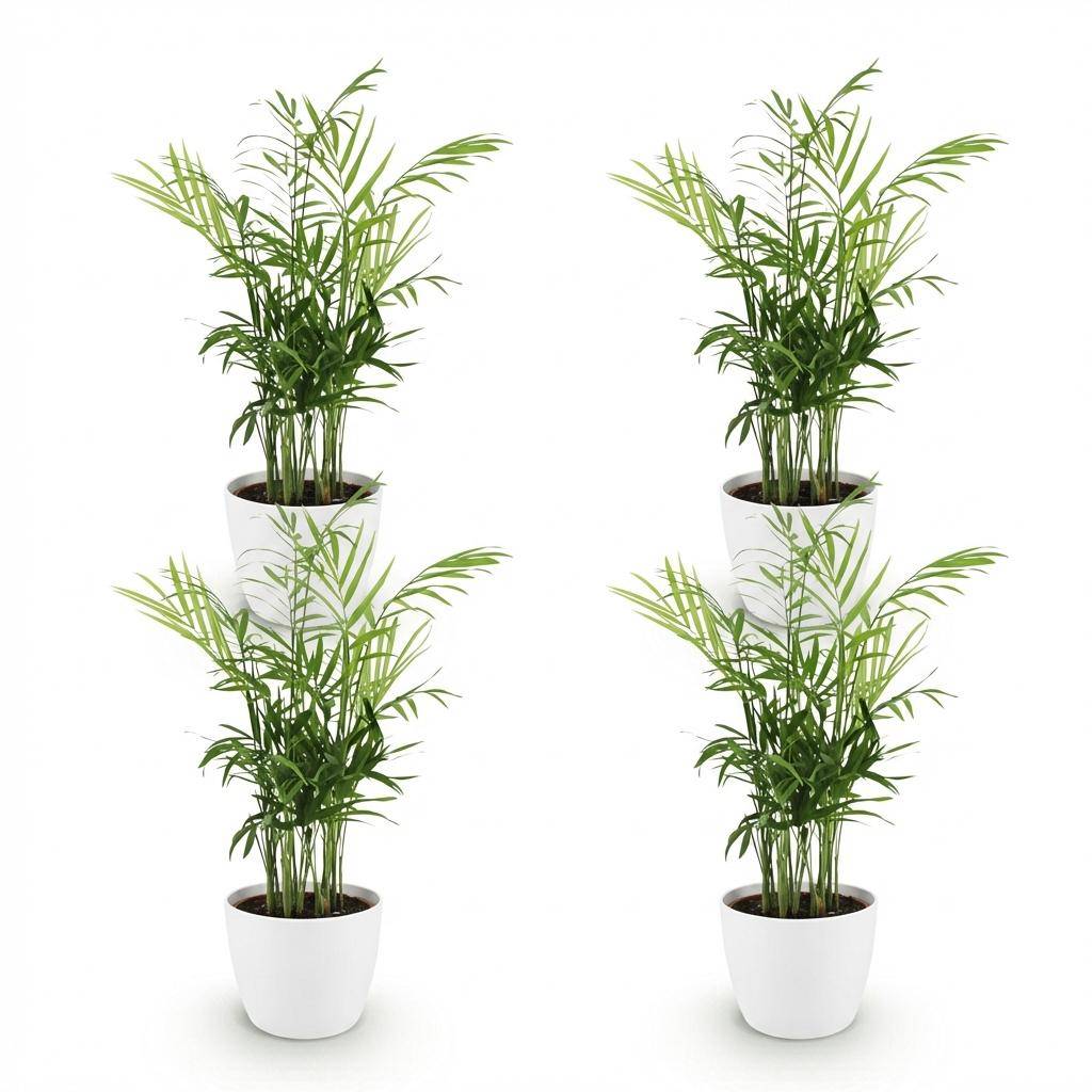 Chamaedorea elegans - Pet-friendly - Pot de 12cm - Hauteur 15cm - 4 plantes - Blanc - Plantes d'intérieur - Image 2