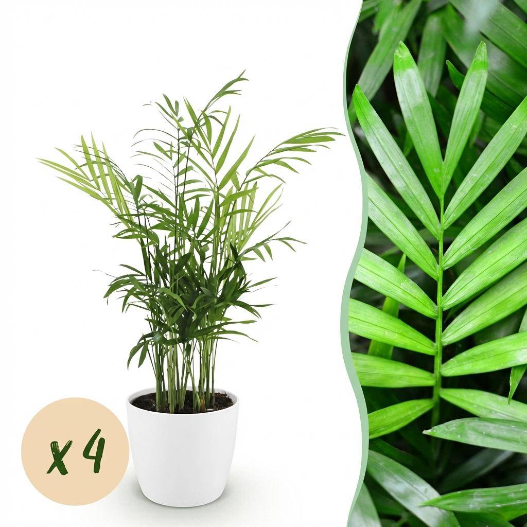 Chamaedorea elegans - Pet-friendly - Pot de 12cm - Hauteur 15cm - 4 plantes - Blanc - Plantes d'intérieur - Image 1
