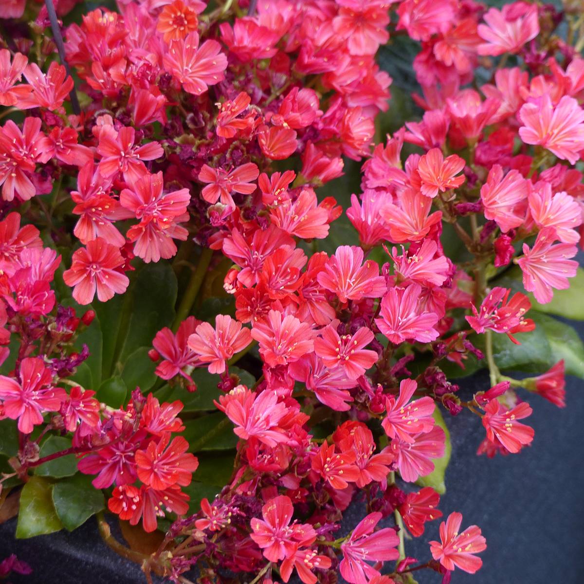 Promesse de Fleurs - Graines de Lewisia cotyledon Elise Ruby Red le sachet de 12 graines environ