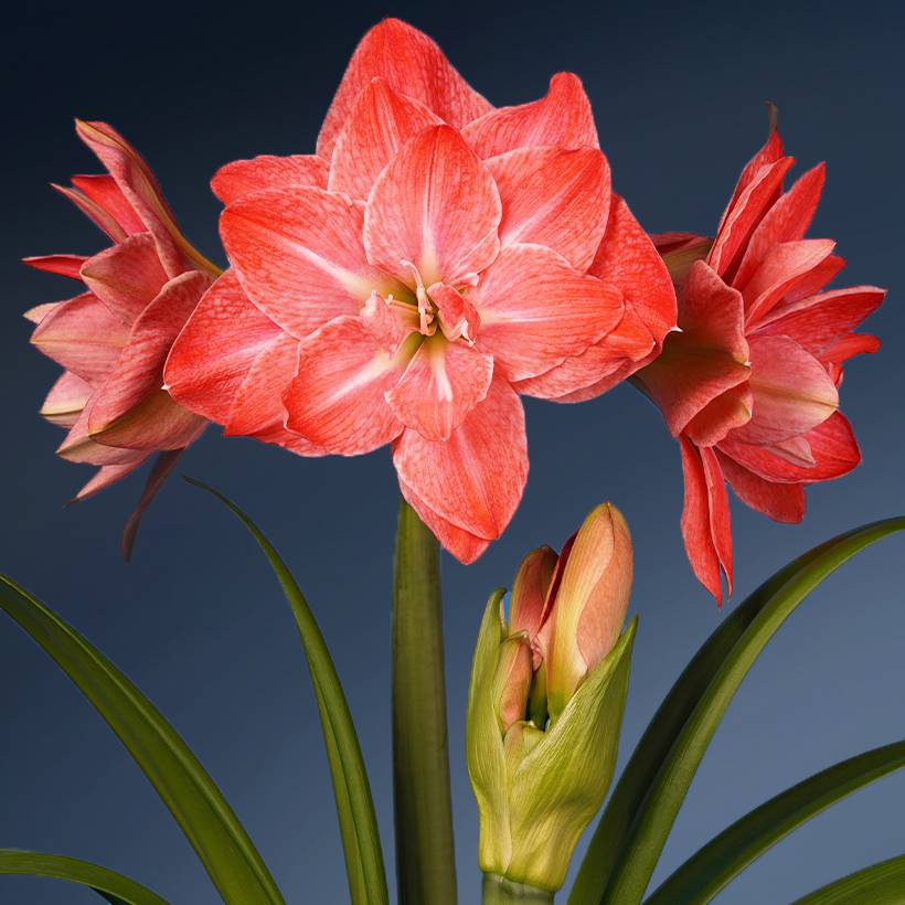 Promesse de Fleurs - Amaryllis Flamingo Amadeus - Hippeastrum Bulbe calibre 20/24