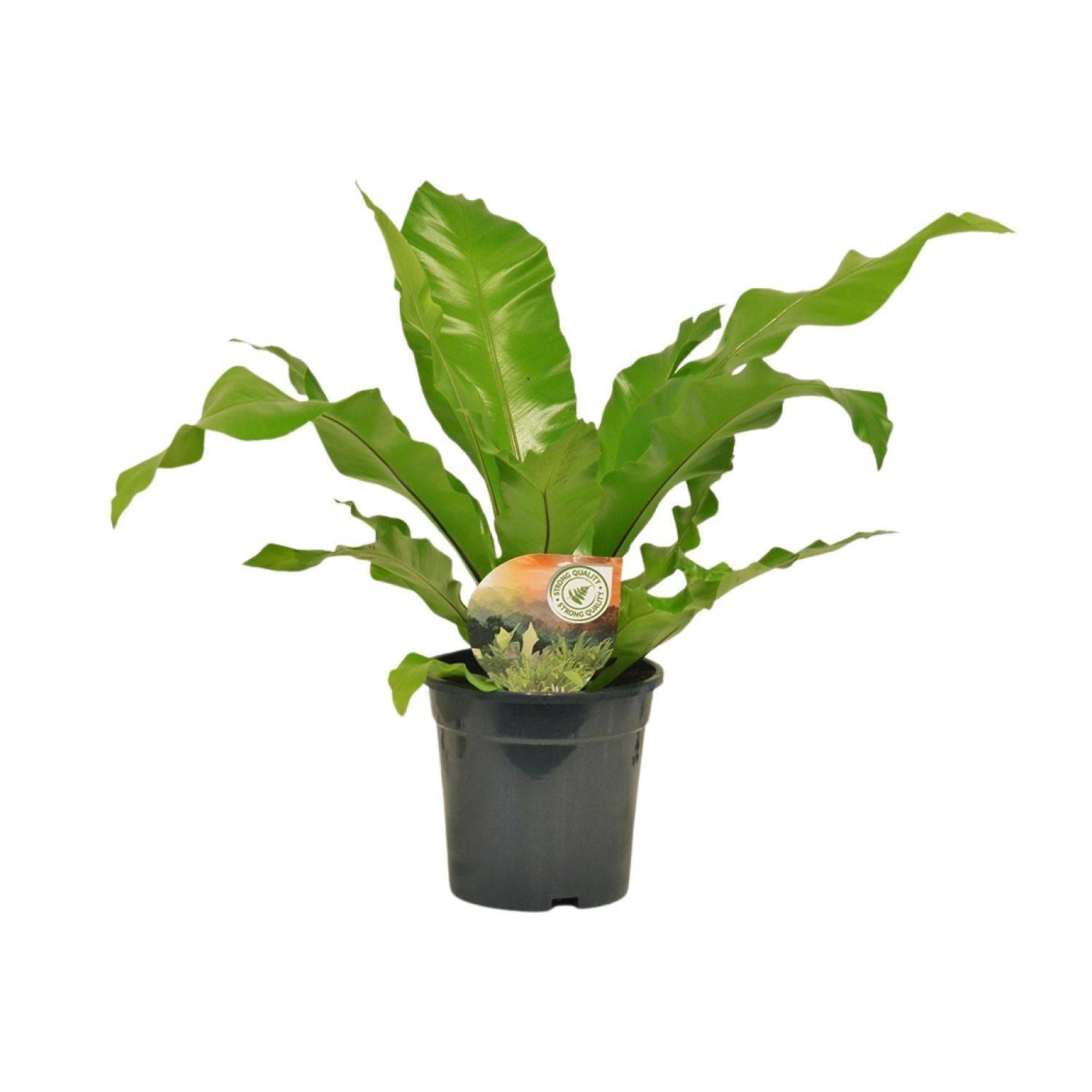 Asplenium Nidus - D17 H60cm