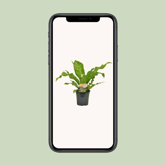 Asplenium Nidus - D17 H60cm - Image 4