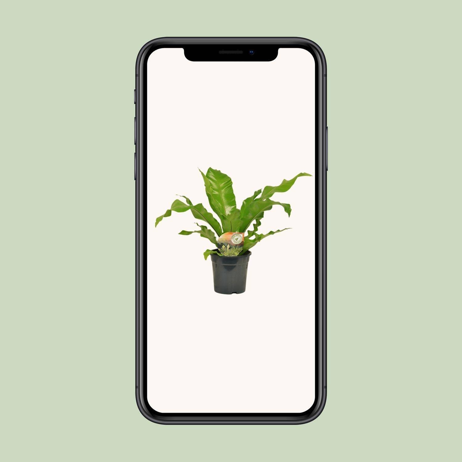 Asplenium Nidus - D17 H60cm - Image 4