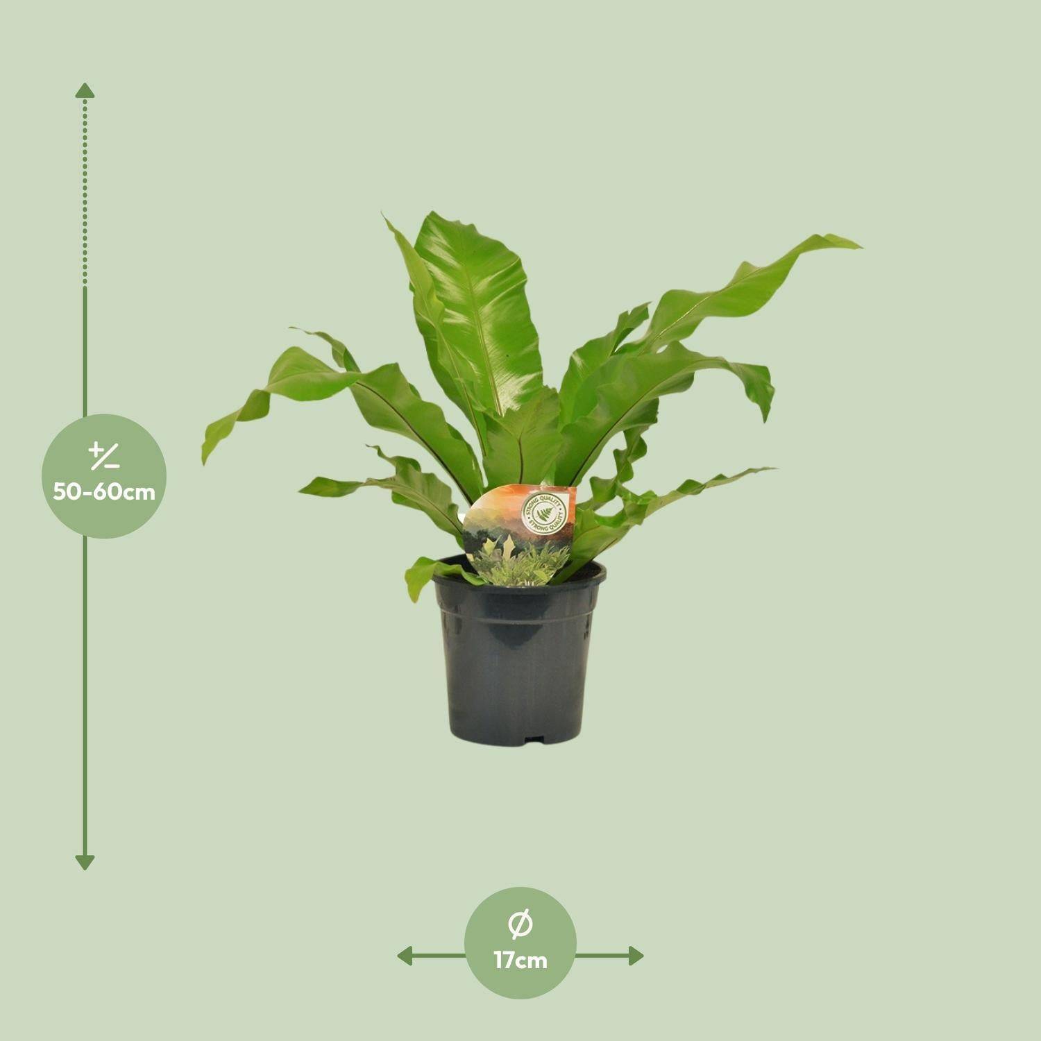 Asplenium Nidus - D17 H60cm - Image 2