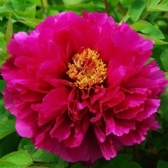 Promesse de Fleurs - Pivoine arbustive Luo Yang Hong - Paeonia suffruticosa Pot de 2L/3L
