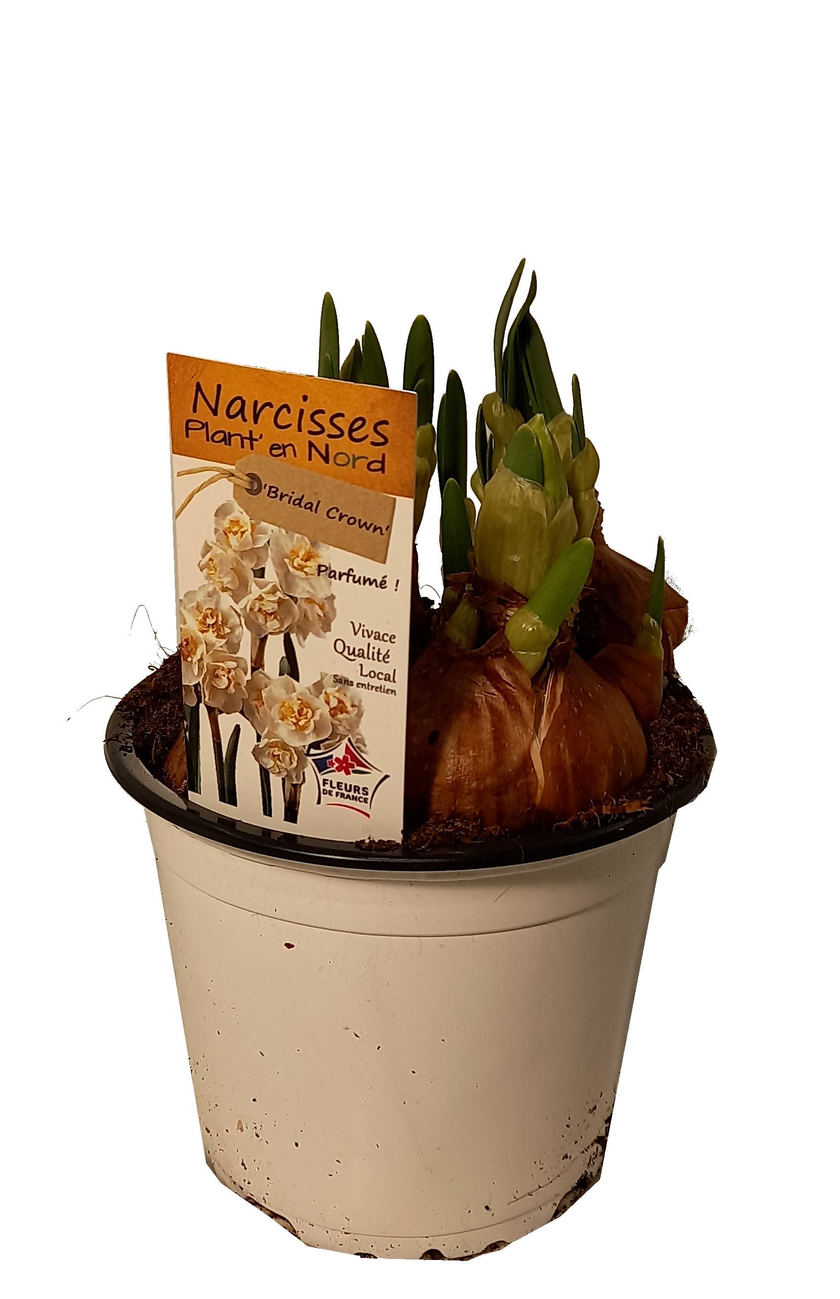 Horti-Flandre - Narcisse Bridal crown Pot 12 cm - Image 1