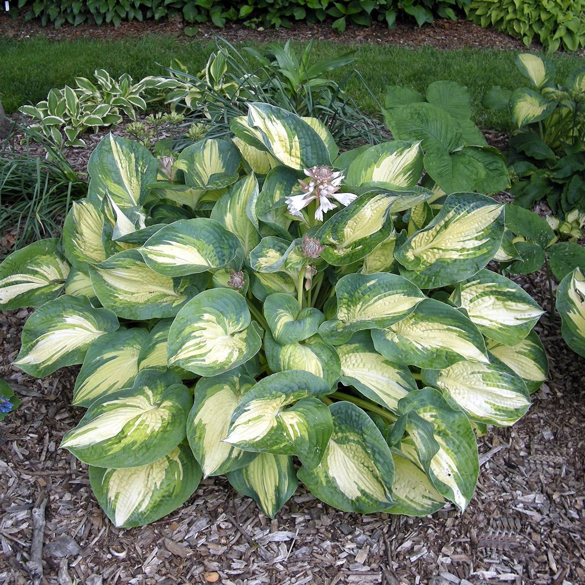 Promesse de Fleurs - Hosta Great Expectations Godet de 8/9 cm