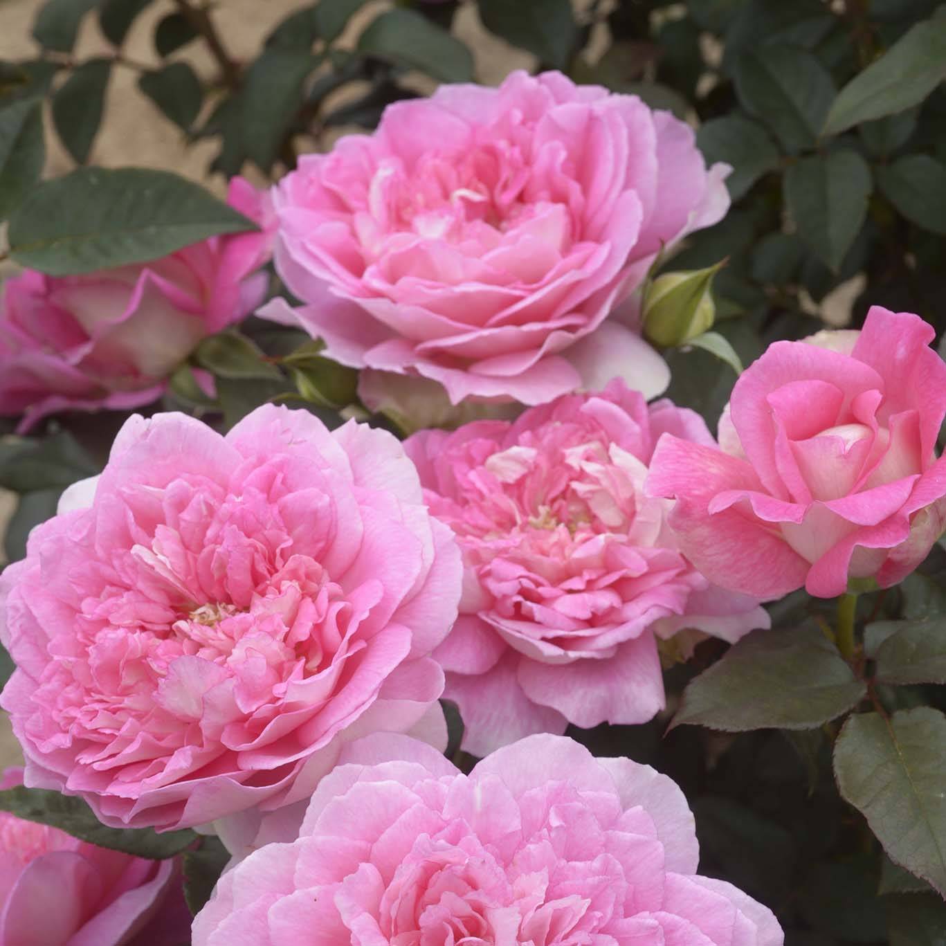 Promesse de Fleurs - Rosier à grandes fleurs Borneo Odore Racines nues en motte