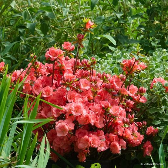 Promesse de Fleurs - Azalée du Japon Flash Dance Salmon - Rhododendron hybride Pot de 2L/3L
