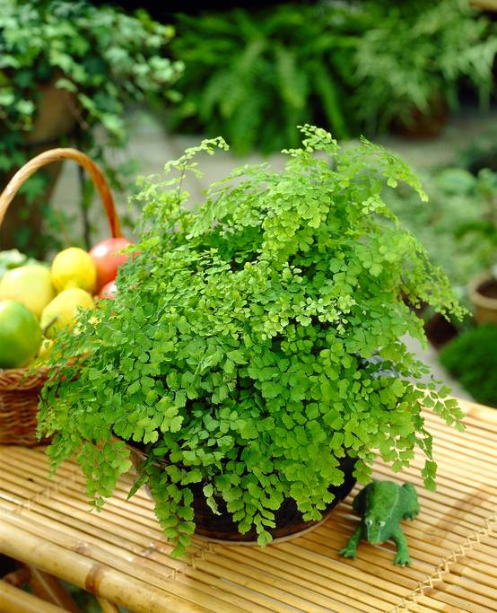 Gardenersdream - Adiantum Raddianum Capillaire Fougère Cheveux De Vénus – Plante D'Intérieur En Pot De 12 Cm - GardenersDream - Image 1