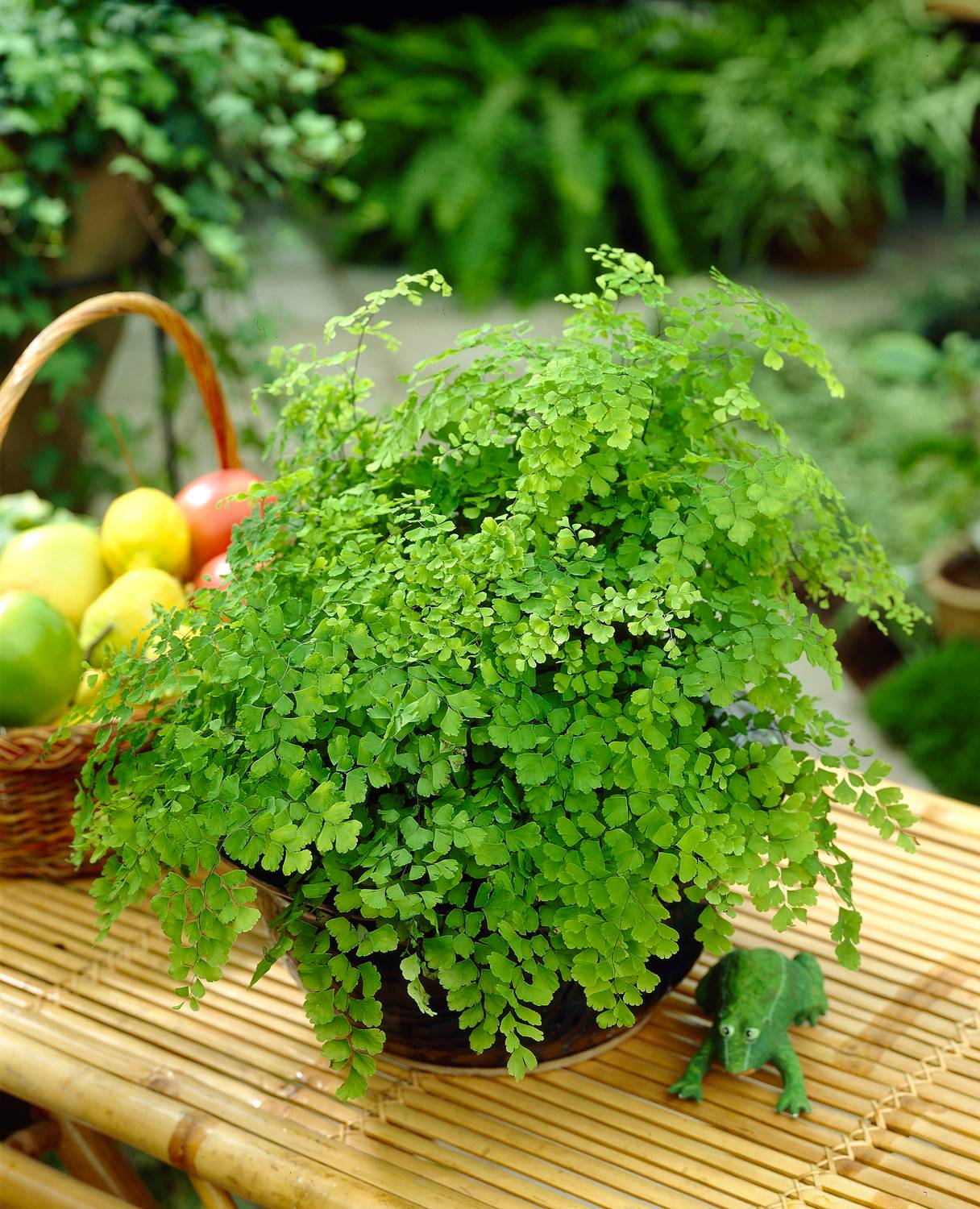 Gardenersdream - Adiantum Raddianum Capillaire Fougère Cheveux De Vénus – Plante D'Intérieur En Pot De 12 Cm - GardenersDream