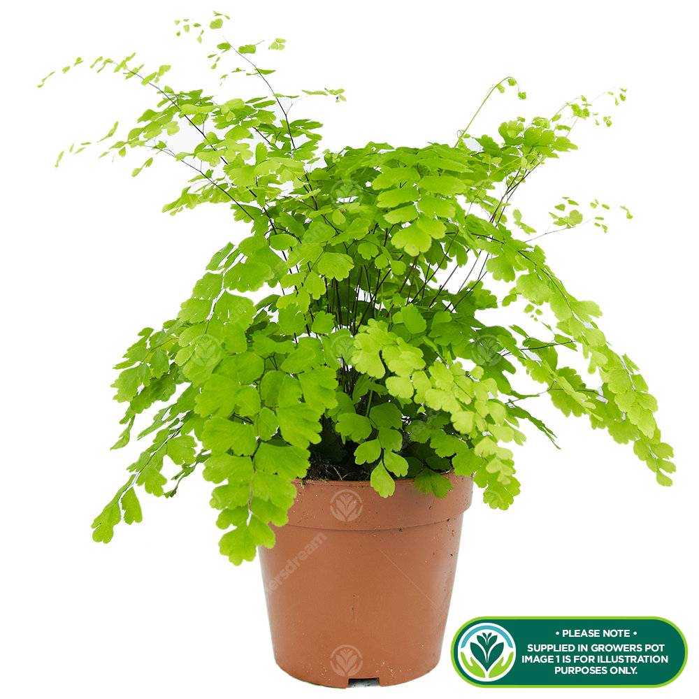 Adiantum Raddianum Capillaire Fougre Cheveux De Vnus  Plante D'Intrieur  En Pot De 12 Cm - GardenersDream - Gamm vert