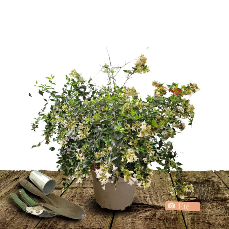 Abelia Sherwood, Abélia à grandes fleurs à fleurs Rose - feuillage Persistant - Pot de 4L - 40/60 cm-  hauteur à maturité De 1,50 m à 2,00 m - Image 2