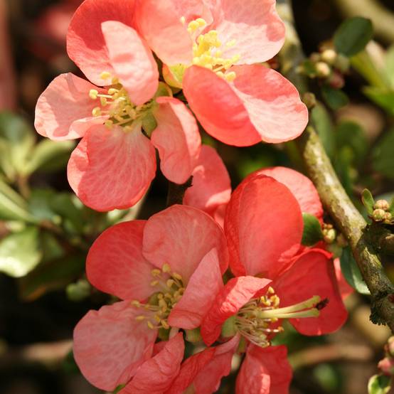 Promesse de Fleurs - Cognassier du Japon Colour Trail - Chaenomeles x superba Pot de 3L/4L - Image 1