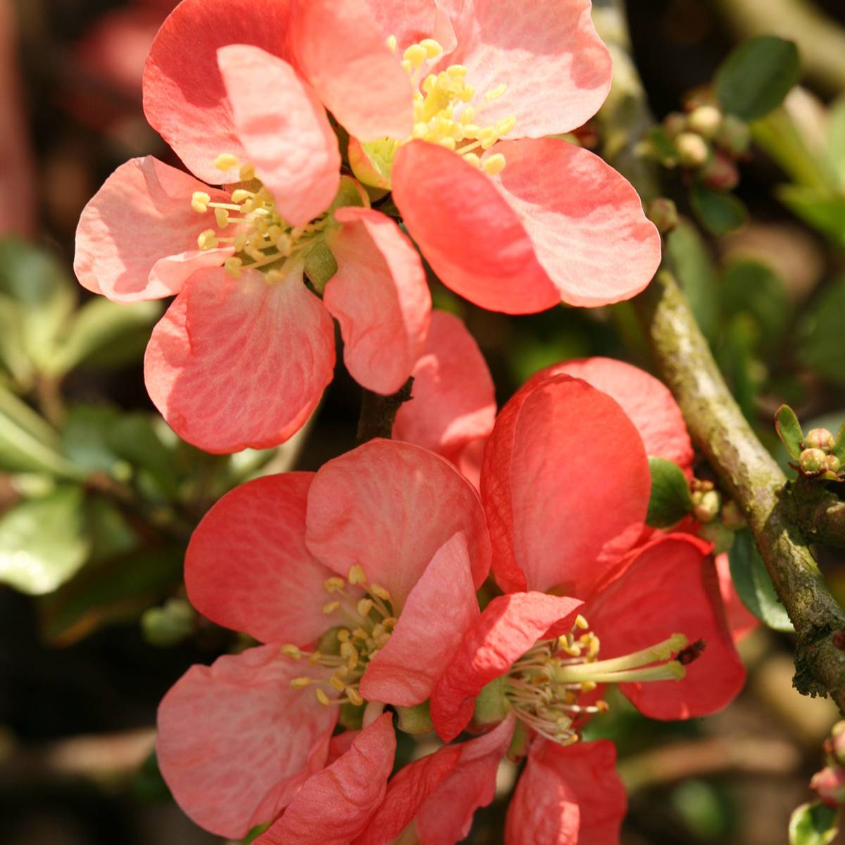 Promesse de Fleurs - Cognassier du Japon Colour Trail - Chaenomeles x superba  Pot de 3L/4L - Image 1