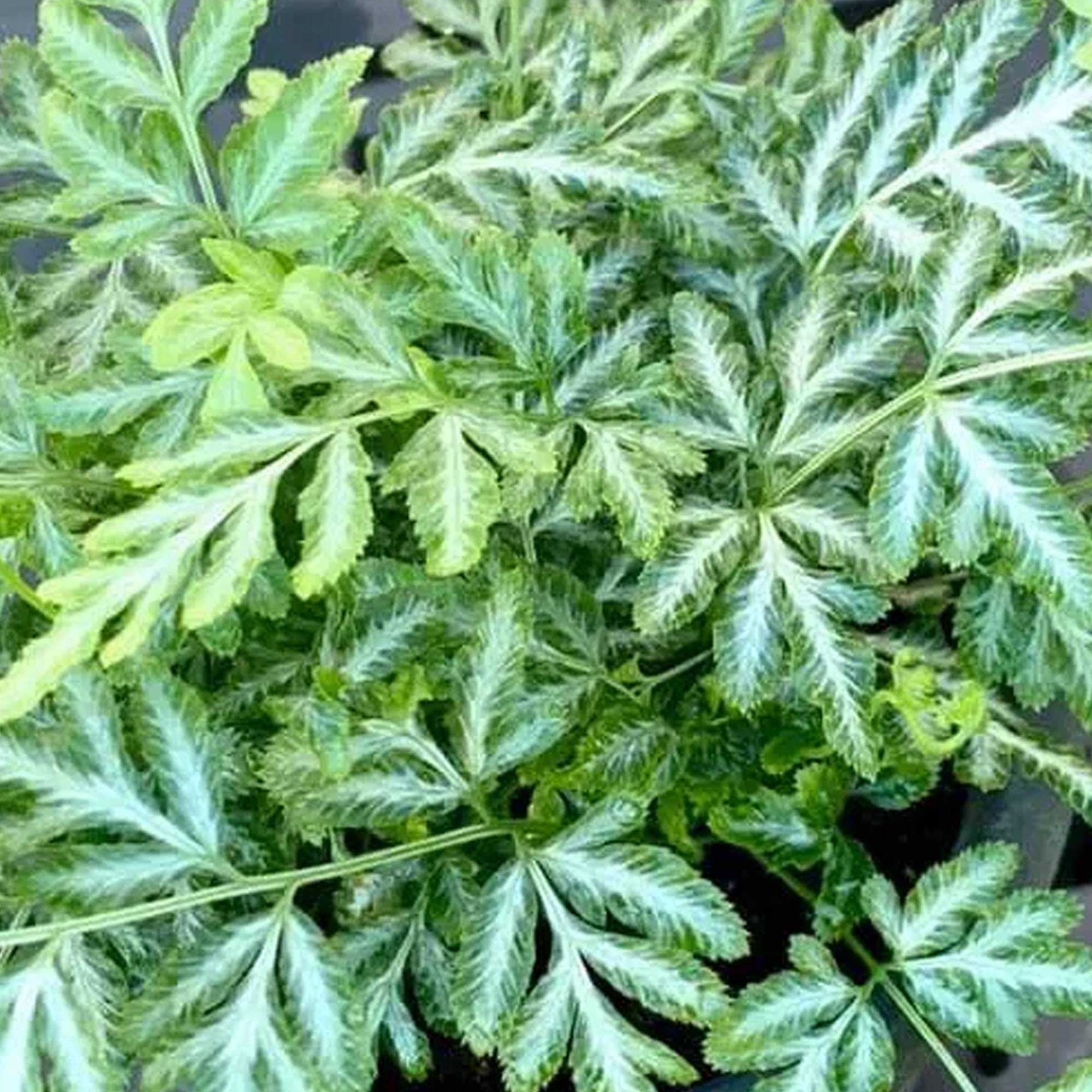 Gardenersdream - Pteris Evergemiensis Fougère Plante D’Intérieur De Pour La Maison Ou Le Bureau (De 25 À 35 Cm En Pot) - GardenersDream - Image 2