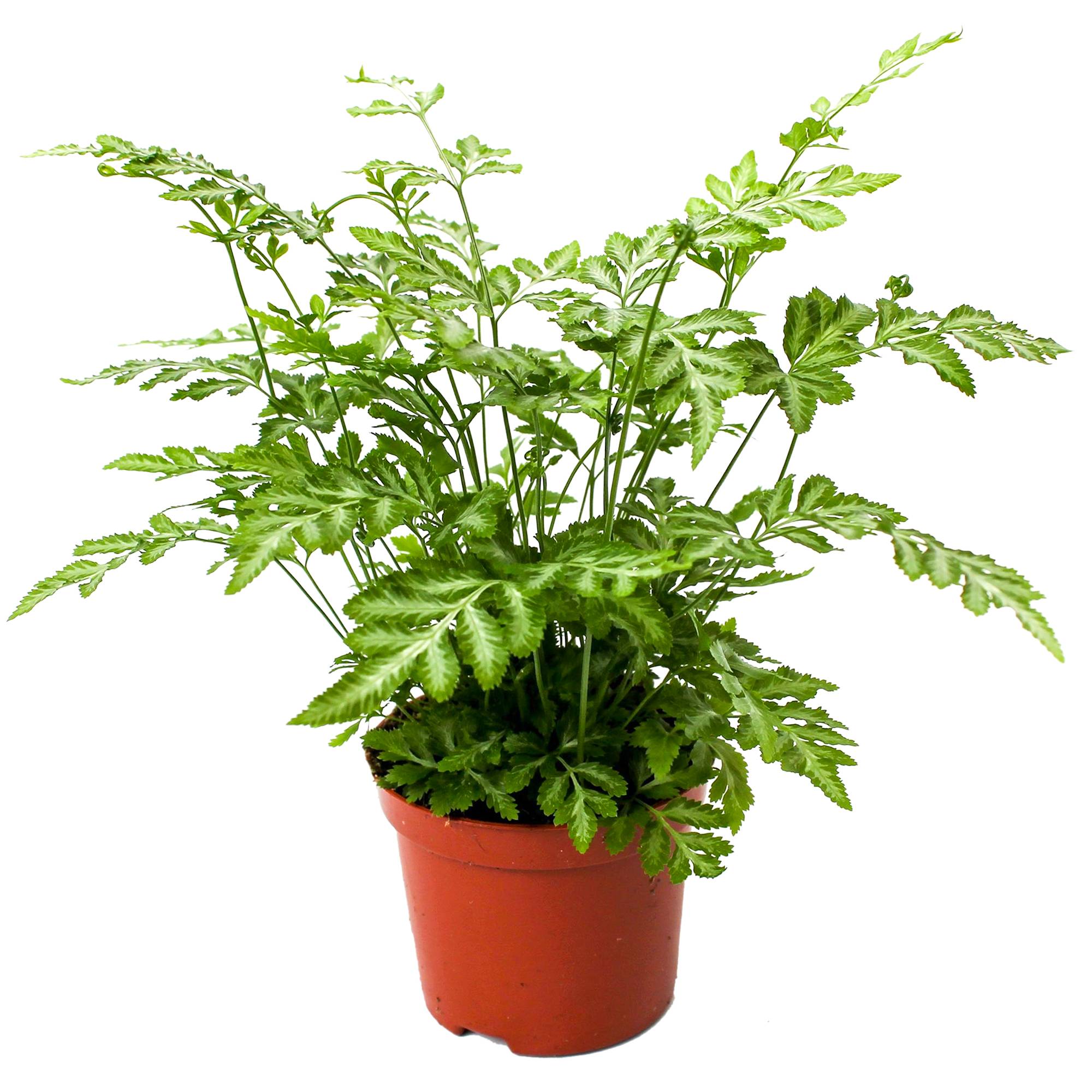 Gardenersdream - Pteris Evergemiensis Fougère Plante D’Intérieur De Pour La Maison Ou Le Bureau (De 25 À 35 Cm En Pot) - GardenersDream