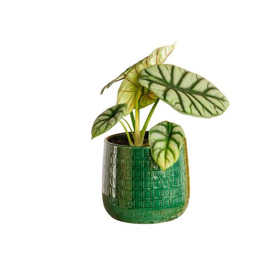 Alocasia Dragon Scale Silver 30cm - Plante d'intérieur- La Green Touch - Image 1