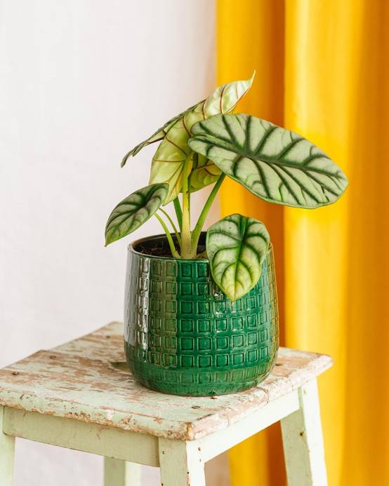 Alocasia Dragon Scale Silver 30cm - Plante d'intérieur- La Green Touch - Image 2