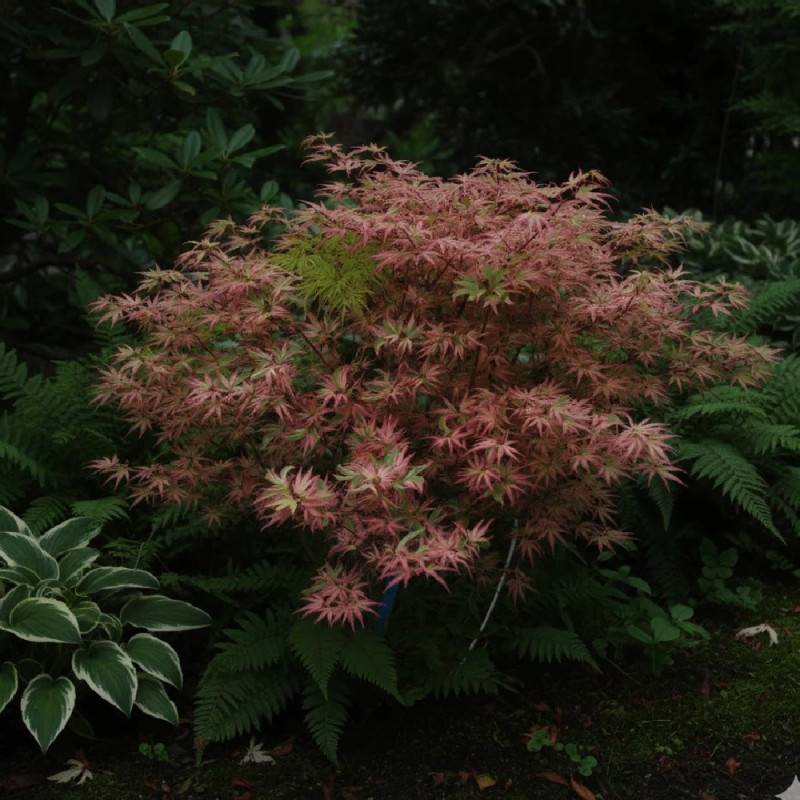 Érable du Japon Butterfly, Acer palmatum - Pot de 4L - 60/100 cm - Image 2