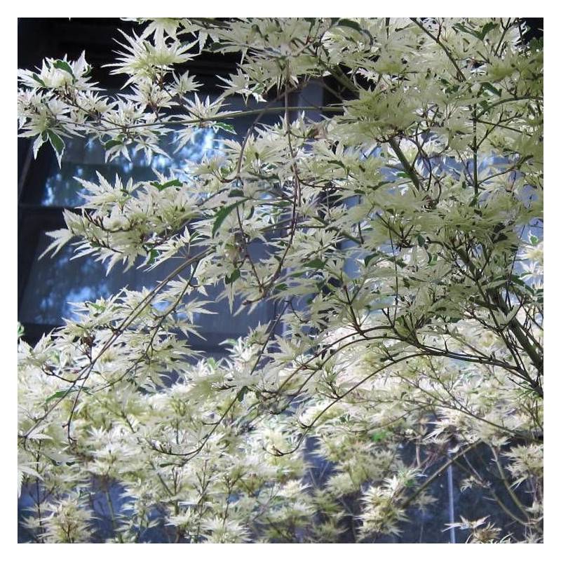 Érable du Japon Butterfly, Acer palmatum - Pot de 4L - 60/100 cm - Image 3