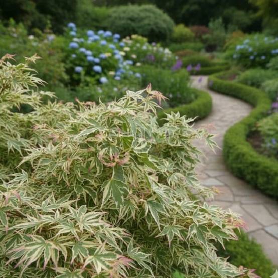 Érable du Japon Butterfly, Acer palmatum - Pot de 4L - 60/100 cm - Image 6