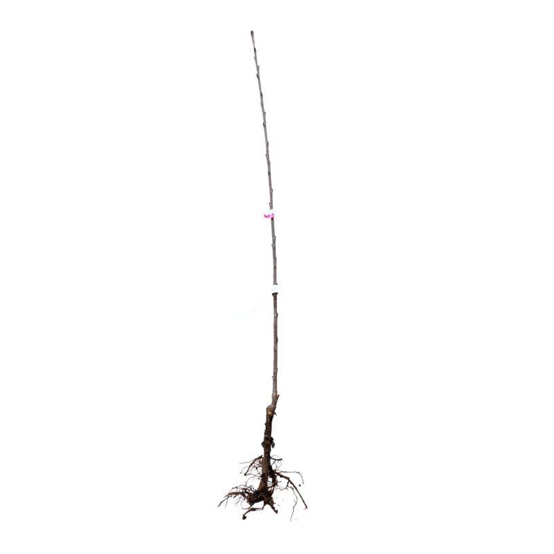 Cerisier bigarreau 'Cœur de Pigeon' (Prunus avium 'Cœur de Pigeon') - Scion de 150cm - Pépinières Naudet - Image 2
