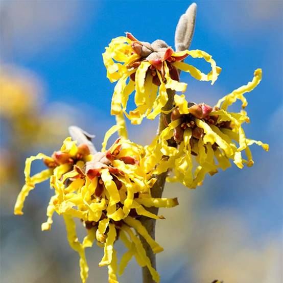 Promesse de Fleurs - Hamamelis intermedia Arnold Promise - Noisetier de Sorcière Pot de 18L/20L - Image 1