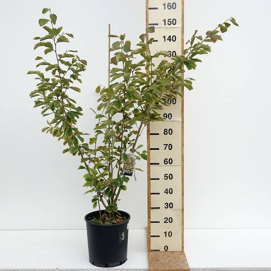 Promesse de Fleurs - Hamamelis intermedia Arnold Promise - Noisetier de Sorcière Pot de 18L/20L - Image 2