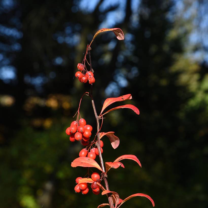 Berberis koreana - Epine-vinette de Corée Pot de 3L/4L - Image 1