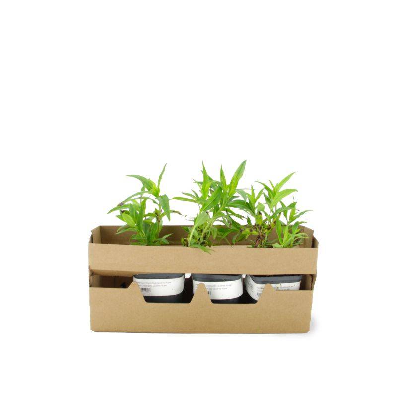 3 Galane 'Gloires Des Quatres Rues' (Penstemon 'Gloire Des Quatres Rues') - Lot de 3 vivaces - Pépinières Naudet - Image 4
