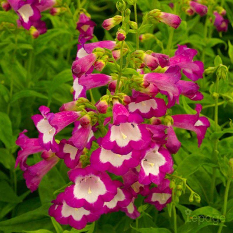 3 Galane 'Gloires Des Quatres Rues' (Penstemon 'Gloire Des Quatres Rues') - Lot de 3 vivaces - Pépinières Naudet - Image 1