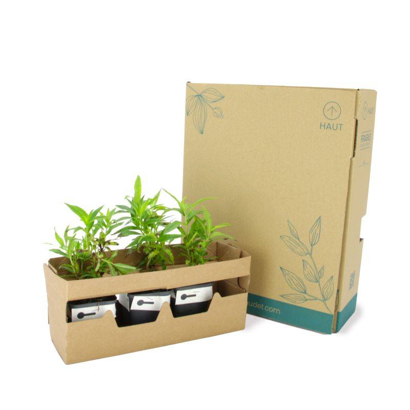3 Galane 'Gloires Des Quatres Rues' (Penstemon 'Gloire Des Quatres Rues') - Lot de 3 vivaces - Pépinières Naudet - Image 5