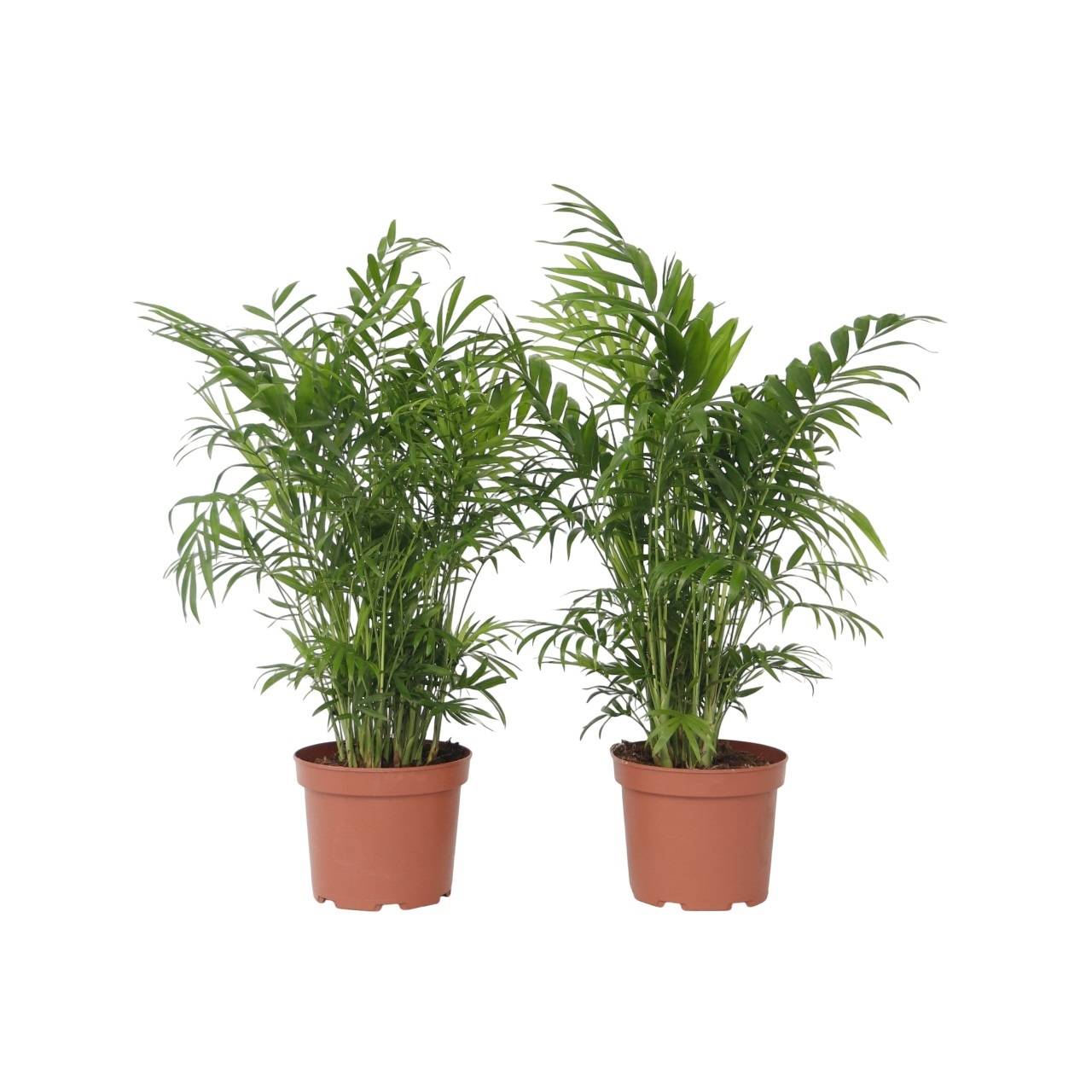 Plant In A Box - Palmier de salon - Set de 2 - Chamaedorea elegans - Hauteur 50-60cm - ⌀17cm - Image 1