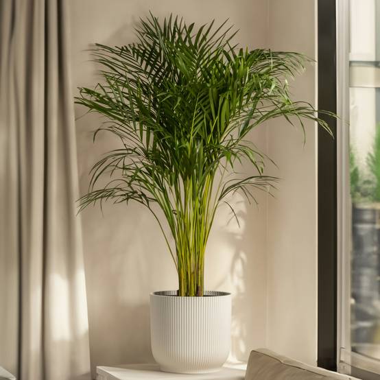 Plant In A Box - Palmier de salon - Set de 2 - Chamaedorea elegans - Hauteur 50-60cm - ⌀17cm - Image 2