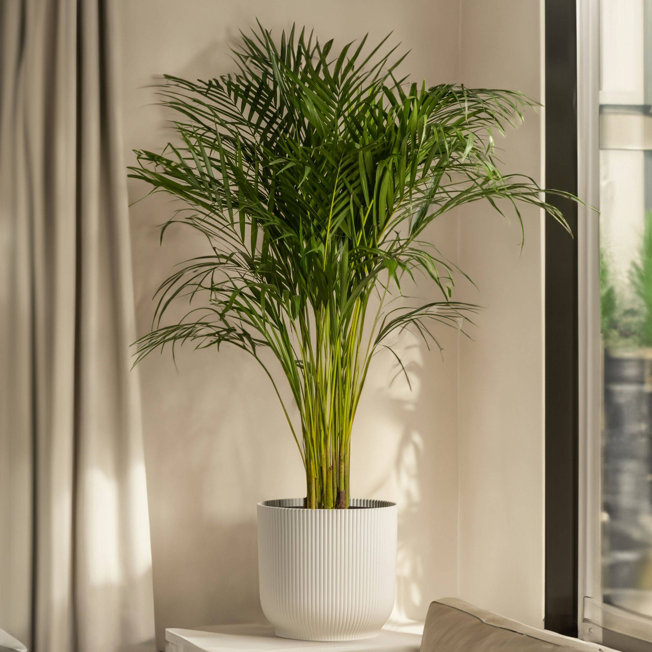 Plant In A Box - Palmier de salon - Set de 2 - Chamaedorea elegans - Hauteur 50-60cm - ⌀17cm - Image 2