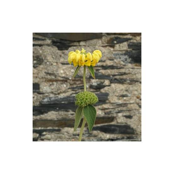 Sauge de Jérusalem Edward Bowles à fleurs Jaune/ - feuillage Persistant - Lot de 9 godets - Image 1
