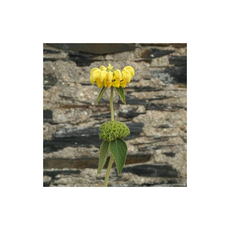 Sauge de Jérusalem Edward Bowles à fleurs Jaune/ - feuillage Persistant - Lot de 9 godets - Image 1