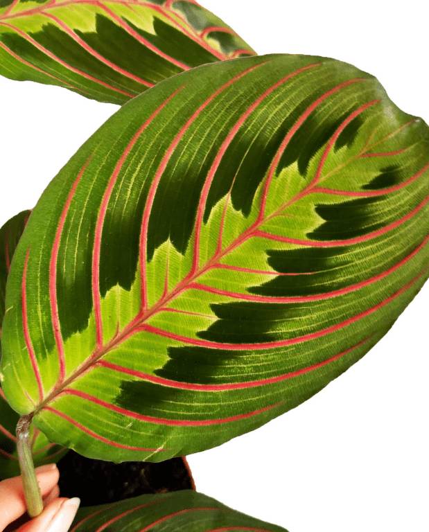 Maranta Leuconeura Fascinator - Plante Paon Dormeuse D. 12cm H. 35cm - Plante d'intérieur - IndoorPoppies - Image 2