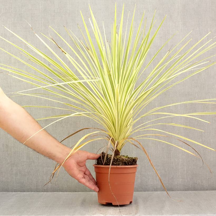 Cordyline australis Lime Passion Pot de 2L/3L - Image 2