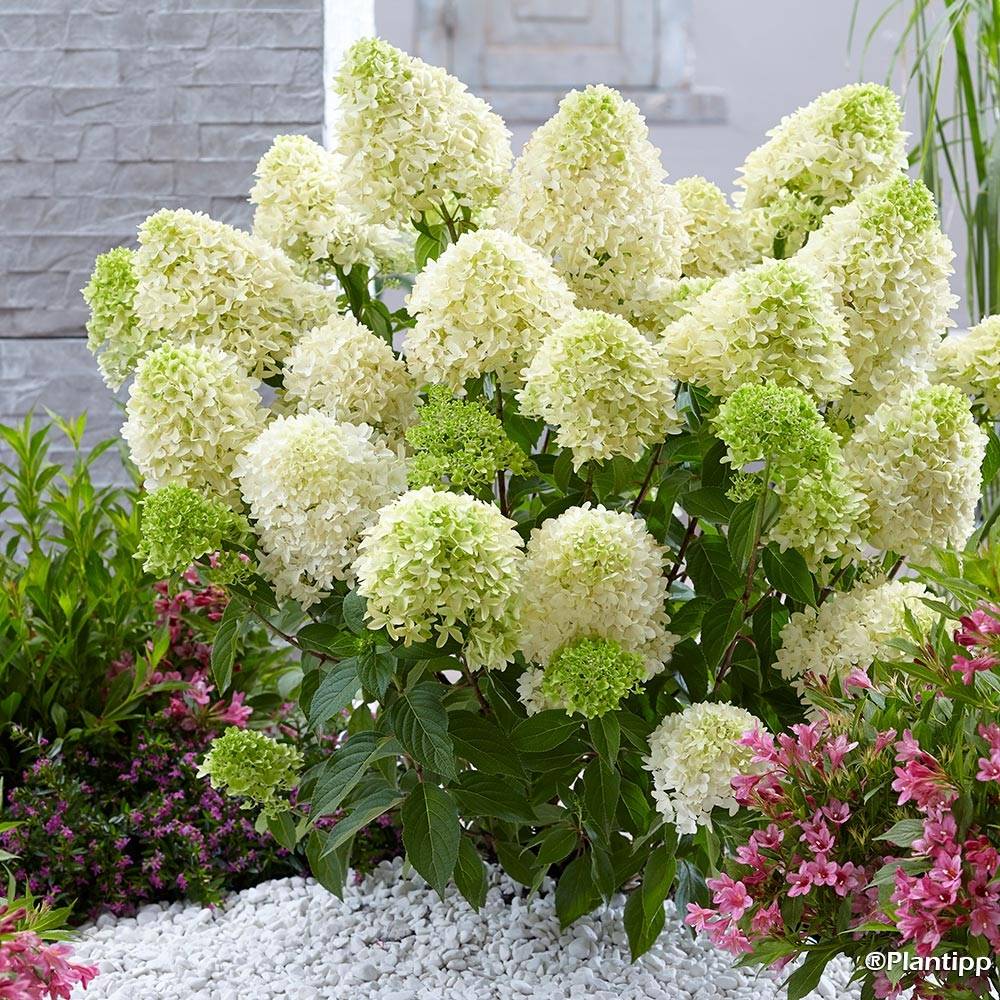 Hydrangea paniculata Skyfall - Hortensia paniculé Godet de 8/9 cm