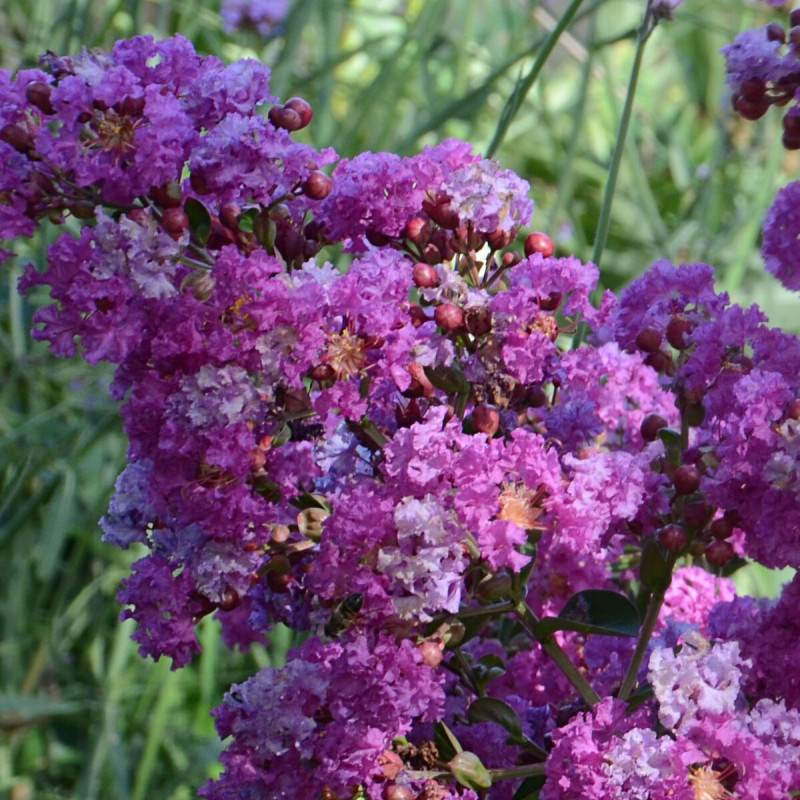 Lilas des Indes Violet d'été® 'Indyvio', Lagerstroemia à fleurs Violette/ - feuillage Caduc - Pot de 10L - 60/80 cm - Image 1