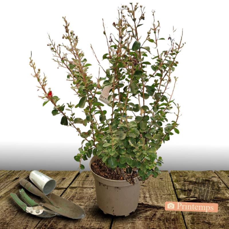 Lilas des Indes Violet d'été® 'Indyvio', Lagerstroemia à fleurs Violette/ - feuillage Caduc - Pot de 10L - 60/80 cm - Image 4
