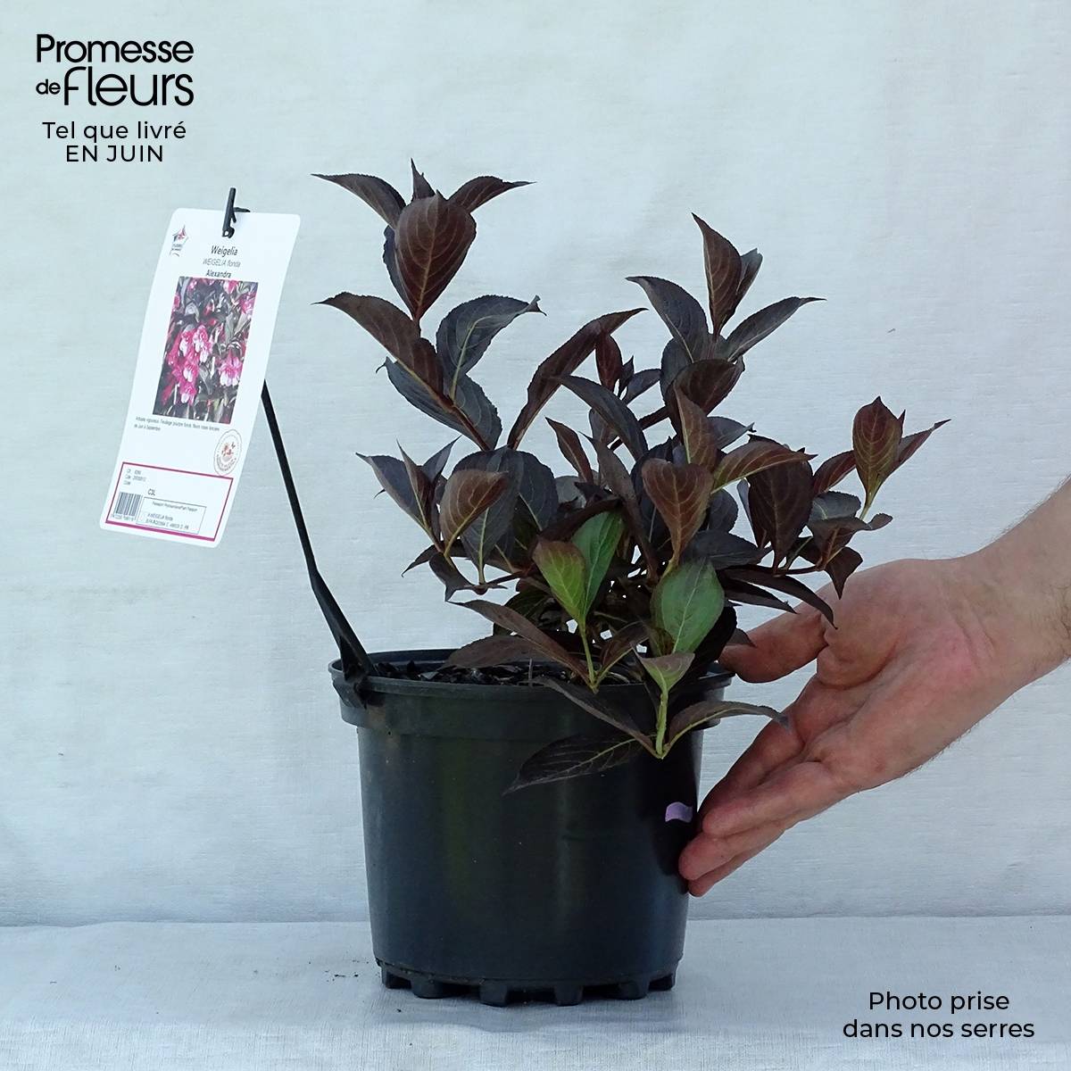 Weigela florida Alexandra - Weigélia Pot de 2L/3L - Image 2