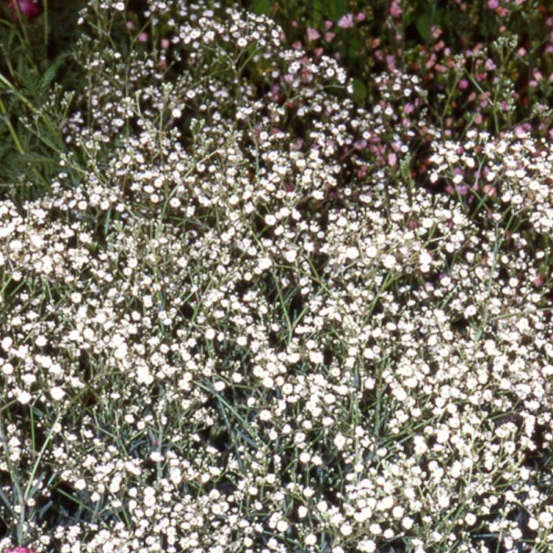 Gypsophile paniculée Bristol Fairy à fleurs Blanche/ - feuillage Caduc - Godet - 5/20 cm - Image 2