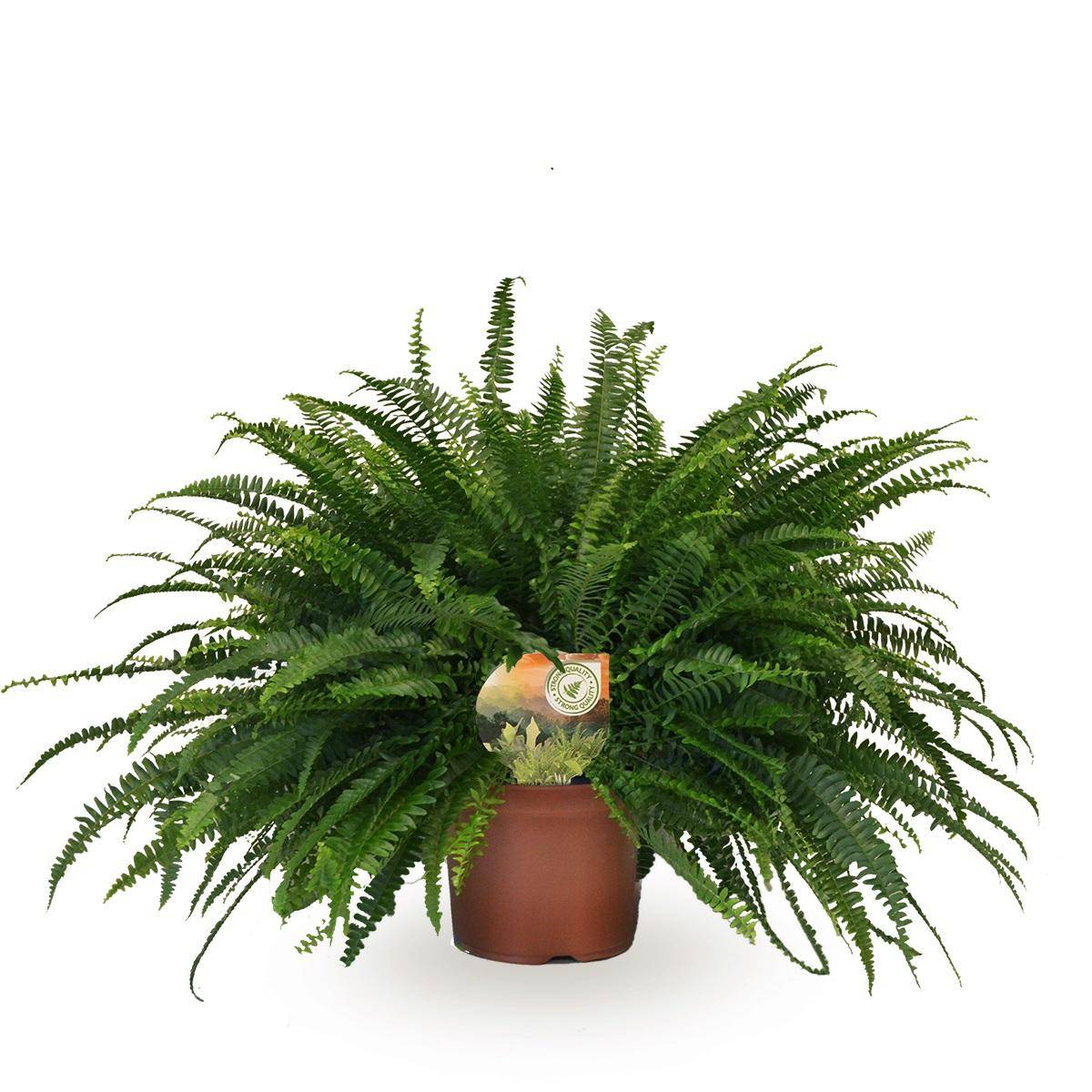 Nephrolepis Vert Lady - D19 H60cm