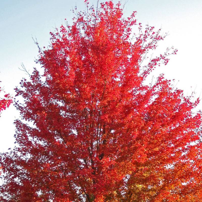 Érable freemanii Autumn Blaze, Acer - Pot de 15L - Tige 8/10 - Haut. 150/175 cm - Image 1