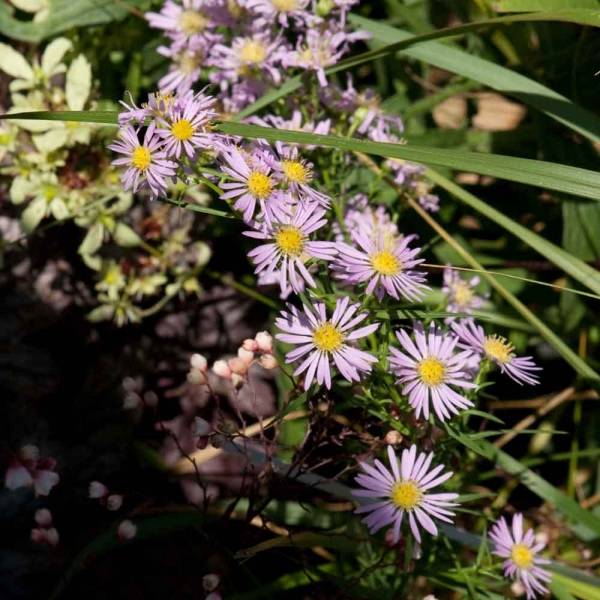 Promesse de Fleurs - Aster amethystinus Kylie Godet de 8/9 cm
