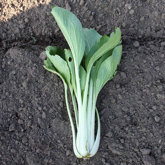 Promesse de Fleurs - Chou de Chine Pak Choi Taï Saï BIO le sachet de 300 graines environ (0,8g)